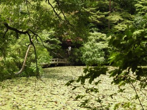20150621六甲山森林植物園 (52)